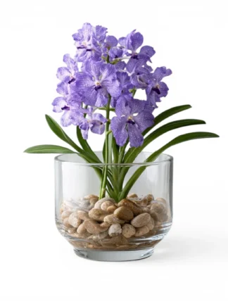 Vanda Orchid