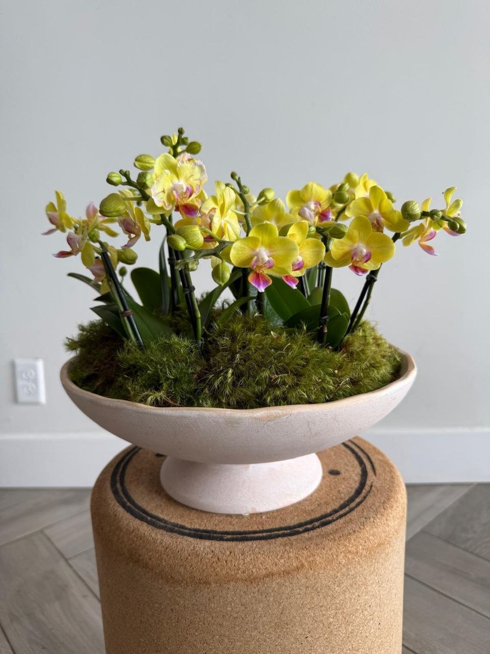 Yellow mini orchids - Image 2