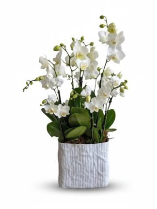 white mini orchids boca raton fl