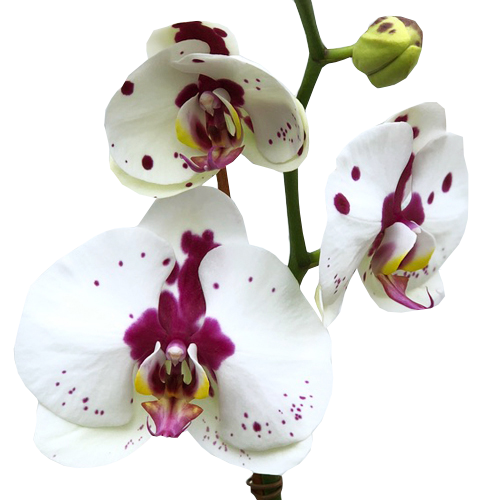 Orchid Phalaenopsis | Moth orchids | Butterfly | Viva Orchids